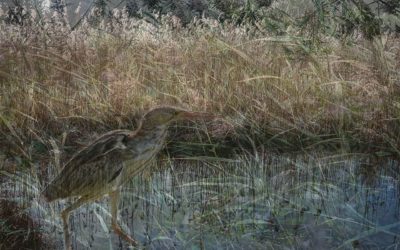 Bittern – Ghost of the Reed Forest